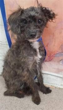 WISDOM -  Terrier Dog for Adoption in San Bernardino, California - WISDOM | PetCurious