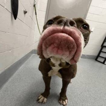 LadyBug -  Boxer and Mixed Breed Dog for Adoption in Indianapolis, Indiana - LadyBug | PetCurious