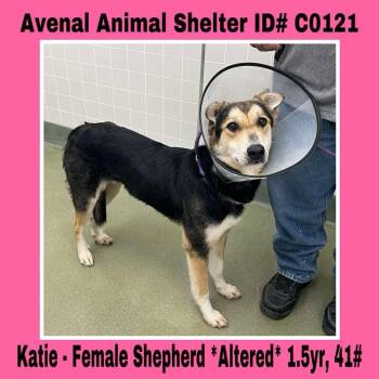 Rescue German Shepherd Dog Dogs for Adoption in Avenal, California - Katie | PetCurious