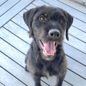 Terrier Dogs Available for Adoption in San Pablo, California - Brio | PetCurious