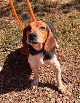 Rescue Beagle Dogs for Adoption in Madison, Georgia - Hunter | PetCurious
