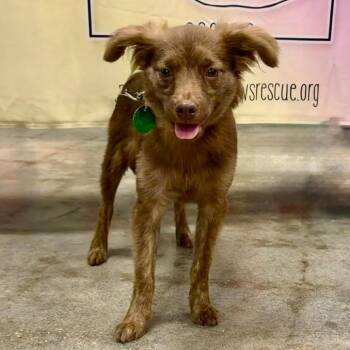 Cadbury -  Australian Shepherd and Chihuahua Dog for Adoption in Abbotsford, British Columbia - Cadbury | PetCurious