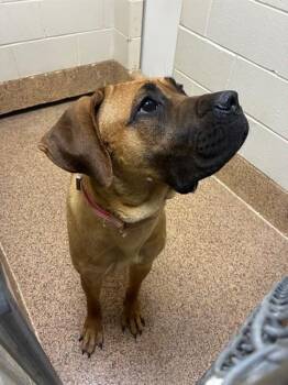 OZZY -  Cane Corso Dog for Adoption in Springfield, Massachusetts - OZZY | PetCurious
