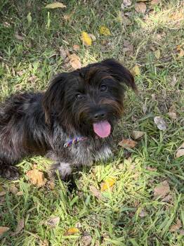 Kade -  Terrier Dog for Adoption in Schertz, Texas - Kade | PetCurious