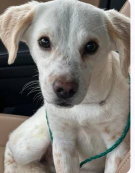 Sasha -  Labrador Retriever and Mixed Breed Dog for Adoption in Houston, Texas - Sasha | PetCurious