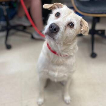 Daisy2 -  Labrador Retriever and Terrier Dog for Adoption in Bloomfield, Connecticut - Daisy2 | PetCurious