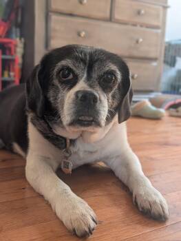 Stephanie -  Beagle and Pug Dog for Adoption in Markham, Ontario - Stephanie | PetCurious