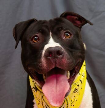 Rescue Terrier Dogs for Adoption in Sanford, Florida - Modok | PetCurious