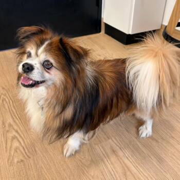 Hark 14490 -  Pekingese Dog for Adoption in San Francisco, California - Hark 14490 | PetCurious