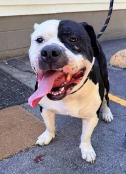 BBQ Bob -  Mixed Breed Dog for Adoption in Hobart, Indiana - BBQ Bob | PetCurious