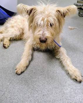Wheaten Terrier and Mixed Breed Dogs Available for Adoption - Cormac | PetCurious