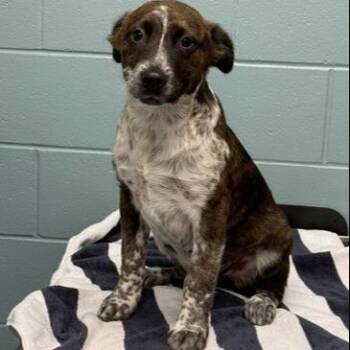 Cattle Dog and Mixed Breed Dogs Available for Adoption - Nacho | PetCurious
