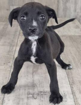 Jussababy -  Labrador Retriever and Mixed Breed Dog for Adoption in Shreveport, Louisiana - Jussababy | PetCurious