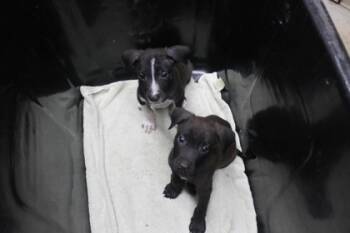 Rescue Labrador Retriever and Mixed Breed Dogs for Adoption in Picayune, Mississippi - 6022a | PetCurious