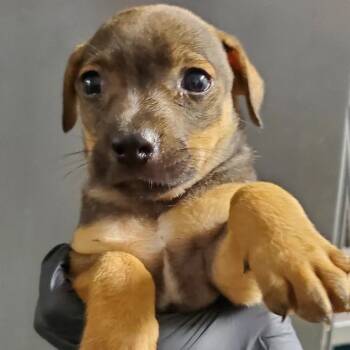Rescue Black Mouth Cur Dogs for Adoption in Hattiesburg, Mississippi - Lyric | PetCurious