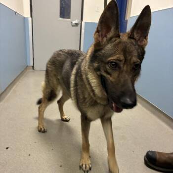 Diva 4769 -  German Shepherd Dog Dog for Adoption in Loxahatchee Groves, Florida - Diva 4769 | PetCurious