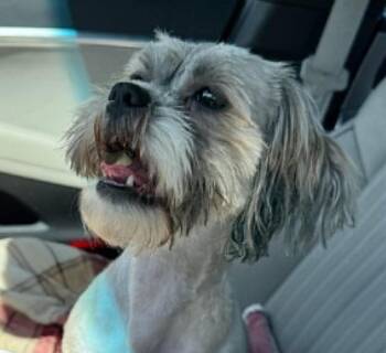 Joyful -  Shih Tzu and Yorkshire Terrier Dog Available for Adoption in Cumming, Georgia - Joyful | PetCurious