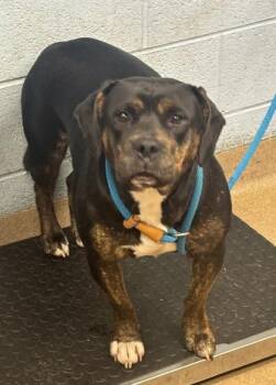 Chesney -  Mixed Breed Dog for Adoption in Chamblee, Georgia - Chesney | PetCurious