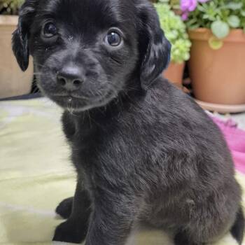 Spaniel and Chihuahua Dogs Available for Adoption in Los Angeles, California - Pansy | PetCurious