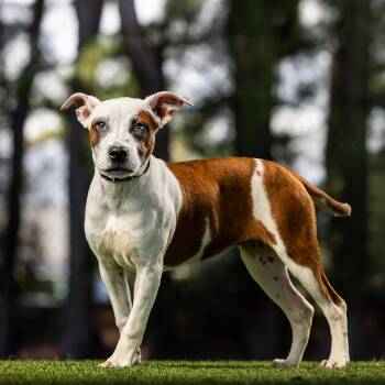 Wish -  Mixed Breed Dog for Adoption in Jupiter, Florida - Wish | PetCurious