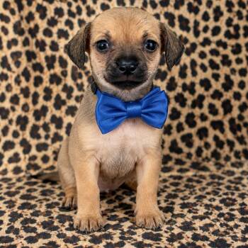 Fudge -  Chiweenie and Chihuahua Dog for Adoption in Crosby, Texas - Fudge | PetCurious