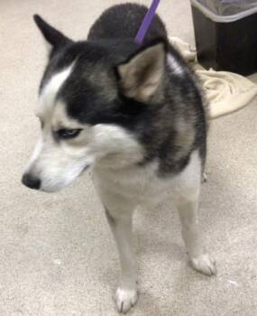 Rescue Siberian Husky Dogs for Adoption in Riverside, California - FAIRBANKS | PetCurious