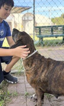 DANDY -  Basset Hound Dog for Adoption in Hamilton, New Jersey - DANDY | PetCurious