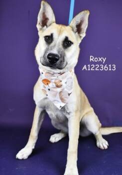 Rescue German Shepherd Dog Dogs for Adoption in Thousand Oaks, California - Roxy -- URGENT!! | PetCurious