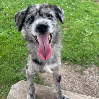 Lovel -  Wirehaired Terrier and Australian Shepherd Dog for Adoption in Quakertown, Pennsylvania - Lovel | PetCurious