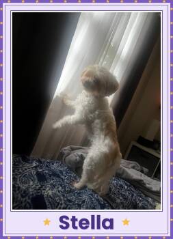 Stella - Virginia -  Bichon Frise and Shih Tzu Dog for Adoption in Tulsa, Oklahoma - Stella - Virginia | PetCurious
