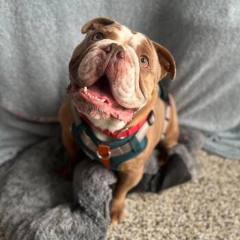Bulldog Dogs Available for Adoption - Tank | PetCurious