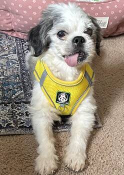 Rescue Terrier Dogs for Adoption in Irondequoit, New York - Tashi | PetCurious