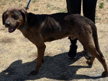 Jackson -  Catahoula Leopard Dog and Mixed Breed Dog for Adoption in Vacaville, California - Jackson | PetCurious