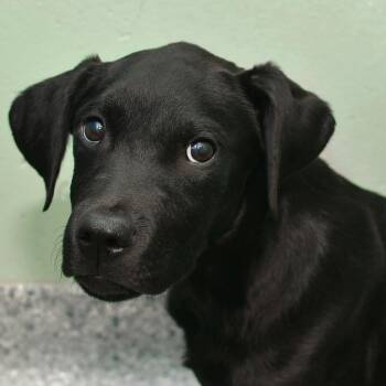 Chase -  Black Labrador Retriever and Mixed Breed Dog for Adoption in Ottawa, Kansas - Chase | PetCurious
