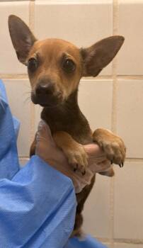 Carlton -  Chihuahua and Mixed Breed Dog for Adoption in San Antonio, Texas - Carlton | PetCurious