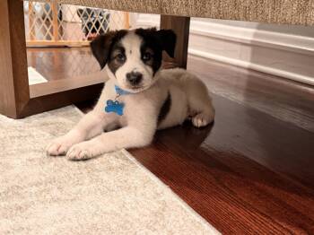 Orzo -  Australian Shepherd Dog for Adoption in Plainfield, Illinois - Orzo | PetCurious
