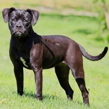 Pug Dogs Available for Adoption in South Elgin, Illinois - Tatum | PetCurious