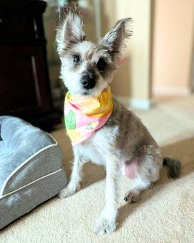 Pink Lemonade -  Schnauzer Dog for Adoption in Wayne, New Jersey - Pink Lemonade | PetCurious