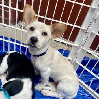 Corgi and Terrier Dogs Available for Adoption in Fayetteville, Georgia - Everest | PetCurious