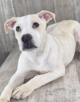 Caesar -  Mixed Breed Dog Available for Adoption in Shreveport, Louisiana - Caesar | PetCurious