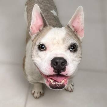 Sysco -  English Bulldog and French Bulldog Dog for Adoption in Boerne, Texas - Sysco | PetCurious