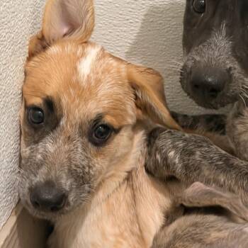 Misty -  Australian Cattle Dog Blue Heeler Dog for Adoption in Mansfield, Texas - Misty | PetCurious