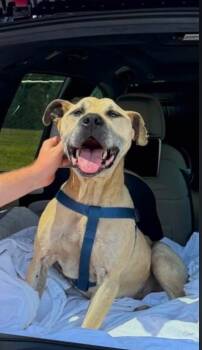 Happy -  Mountain Cur Dog for Adoption in Salisbury, North Carolina - Happy | PetCurious