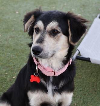 Australian Shepherd Dogs Available for Adoption - Bunny Or Hoppy | PetCurious