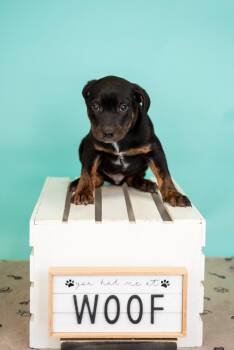 Shepherd Dogs Available for Adoption in Brighton, Colorado - 329-26 | PetCurious