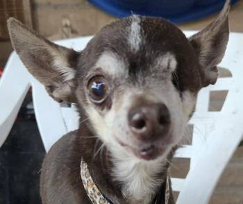 Chihuahua Dogs Available for Adoption in Tucson, Arizona - CHICO | PetCurious