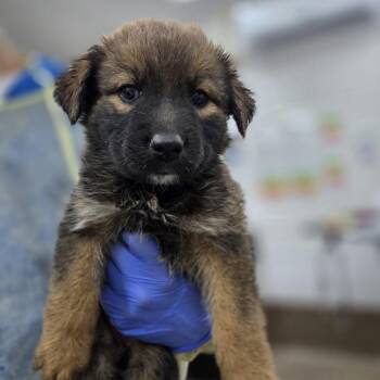 Cyan -  Shepherd and Mixed Breed Dog for Adoption in Incline Village, Nevada - Cyan | PetCurious