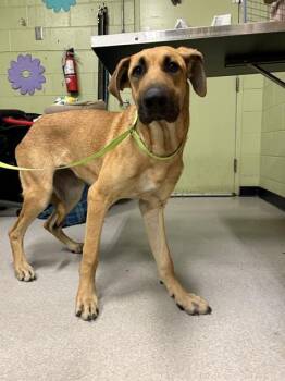 Rescue German Shepherd Dog and Great Dane Dogs for Adoption in Indianapolis, Indiana - SAVEIGHA | PetCurious