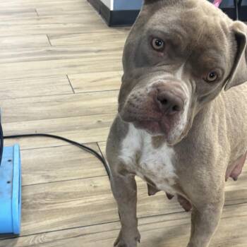 Pit Bull Terrier and English Bulldog Dogs Available for Adoption in Newark, New Jersey - Prissy | PetCurious