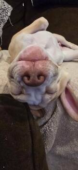 Lenny NJ -  Pit Bull Terrier Dog Available for Adoption in Rockaway, New Jersey - Lenny NJ | PetCurious
